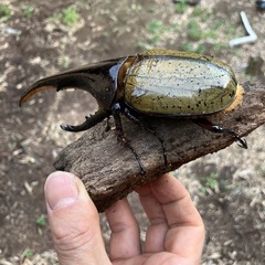 ヘラクレスオオカブトムシ　ペアの画像