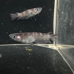 メダカ【ZEBRA】若魚３ペアの画像