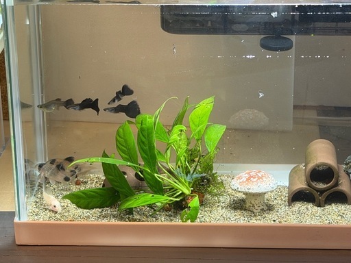 熱帯魚恵庭　コリドラスパンダ、ゴールデンパンダ、フルブラックグッピー水槽セット 熱帯魚恵庭コリドラスパンダ、ゴールデンパンダ、フルブラックグッピー