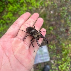 クワガタ採集仲間募集