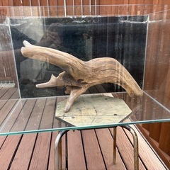 流木　2 熱湯消毒済みの画像