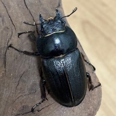 アマミノコギリ♂♀成虫ペアの画像