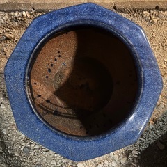 メダカ　金魚　飼育　火鉢
の画像