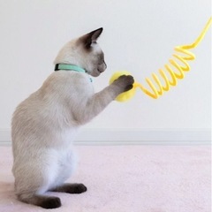 猫のおもちゃの画像