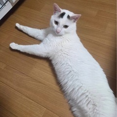 代理投稿です！