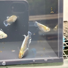 エメキン　親種　メダカ　めだかの画像