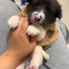 隠れミッキーが特徴的な甘えん坊モウちゃん🐮❤️