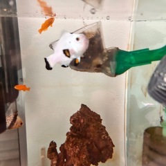 プラチオセラリスの画像