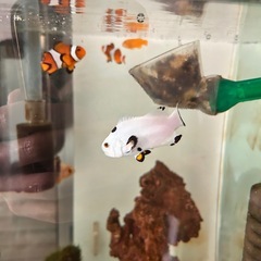 プラチオセラリスの画像