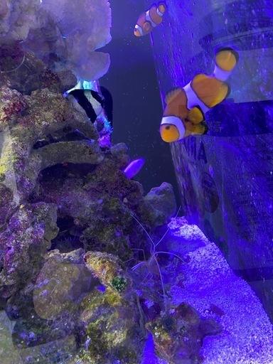 海水魚　まとめて　ウズマキヤッコ・フレームエンゼルなど
