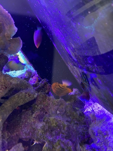 海水魚　まとめて　ウズマキヤッコ・フレームエンゼルなど