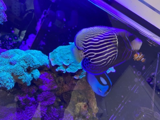 海水魚　まとめて　ウズマキヤッコ・フレームエンゼルなど