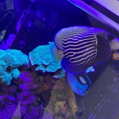 海水魚　まとめて　ウズマキヤッコ・フレームエンゼルなどの画像