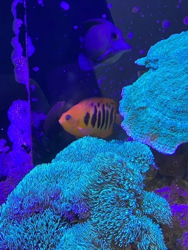 海水魚　まとめて　ウズマキヤッコ・フレームエンゼルなど