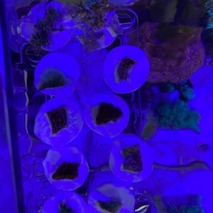 サンゴ　フラグ　スターポリプ　コモンサンゴの画像