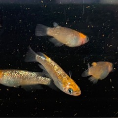 26-1 メダカ　オーロラ黄ラメ幹之サファイア系　2ペア+オス1匹(5匹)  (画像個体現物)の画像