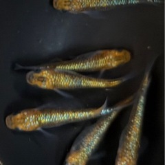 26-2 メダカ　オーロラ黄ラメ幹之サファイア系　3ペア(6匹)  (画像個体現物)の画像