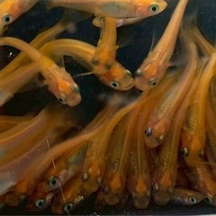 ヒメダカ　　　20匹1000円　50匹2000円の画像