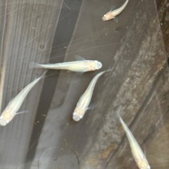 神奈川でメダカを譲ってくれる方を探しています。 − 神奈川県