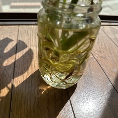 ヒメモンステラ　発根済の画像