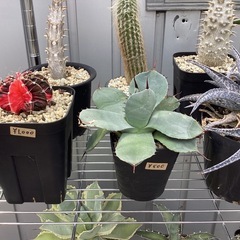 サボテン 各種の画像