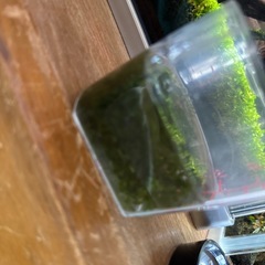南米モストレーの画像