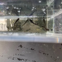 ミッドナイトフリル　5匹の画像