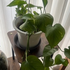 観葉植物と台の画像