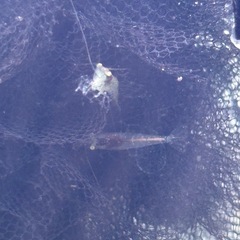 ミナミヌマエビ 10匹 300円 流山おおたかの森駅手渡しの画像