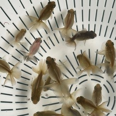 (終了)金魚 更紗蝶尾  稚魚の画像
