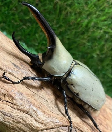 グラントシロカブト幼虫5頭セット