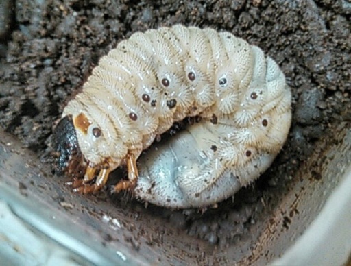 グラントシロカブト幼虫5頭セット