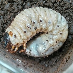 グラントシロカブト幼虫5頭セットの画像