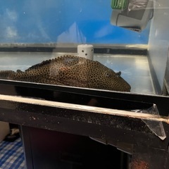 鯉とプレコの画像