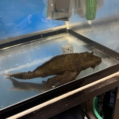 鯉とプレコの画像