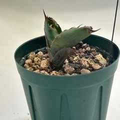 植物　 アガベ　チタノタ　子株　ブラックアンドブルーの画像