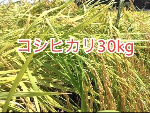 数量限定　コシヒカリ30kg