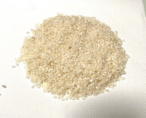 数量限定　コシヒカリ30kg