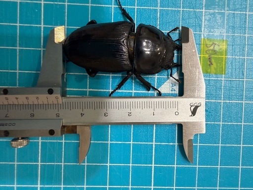 オオクワガタ♂♀ペア