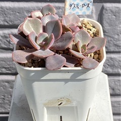 【お取り引き中】2026.4.20④   多肉植物　ダスティーローズの画像