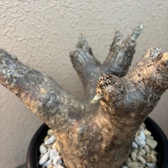 塊根　　植物　エニグマティクムの画像