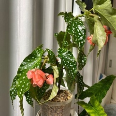 受渡予定　観葉植物　ベゴニアマクラータの画像