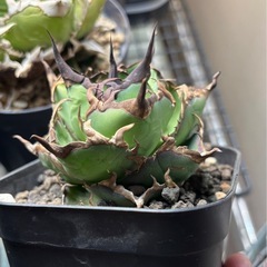 【子株】アガベ ハデスの画像