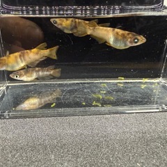 メダカ　金閣　成魚　1匹　1000円越冬個体‼️の画像