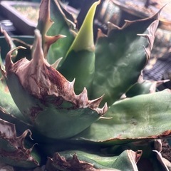 植物　アガベ　赤猫　レッドキャットウィーズルの画像