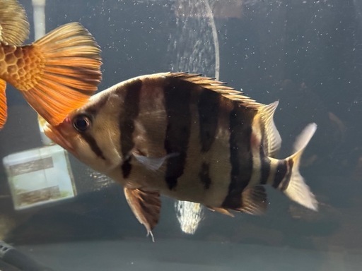 【ダトニオプラスワン 約30cm 健康個体】