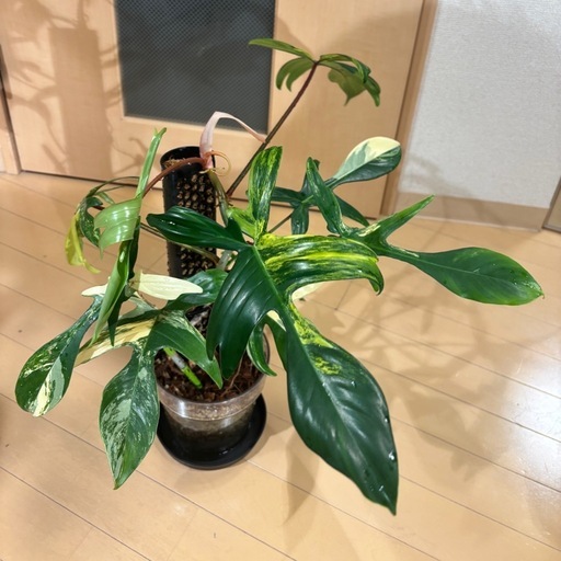 【花宇宙】フィロデンドロン　フロリダビューティ