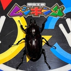 お取引中①ニジイロクワガタ　ダークレッドペアの画像