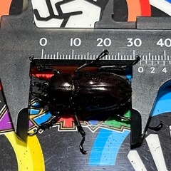 お取引中①ニジイロクワガタ　ダークレッドペアの画像