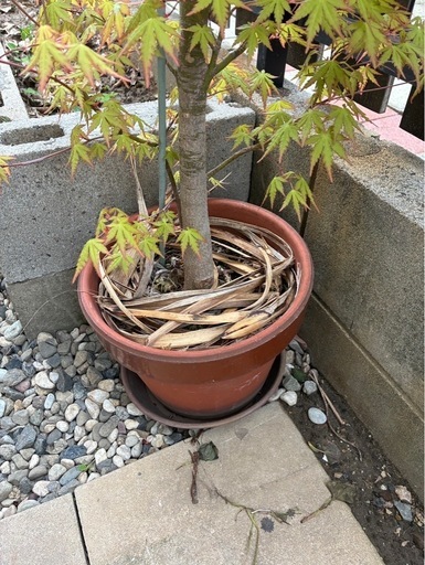 植木　もみじ①直立